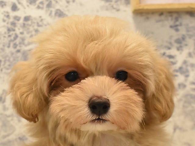 神奈川県のハーフ犬 (ペッツワン三浦店/2024年2月23日生まれ/男の子/アプリコット)の子犬